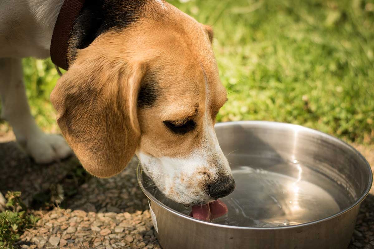 Les animaux transpirent peu et uniquement par les coussinets. Ils halètent pour réguler leur température corporelle. Il est donc recommandé de leur apporter une attention particulière lors de fortes chaleurs!