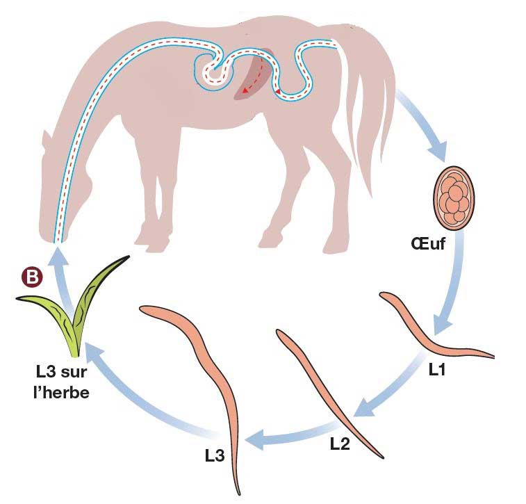 Vetofficine  Fiches: Parasites internes des chevaux : principaux