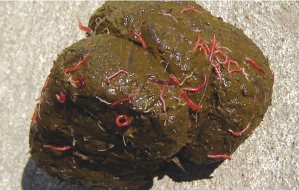 Larves de cyathostomes mis en évidence dans les crottins d'un cheval. La coloration rouge est typique.