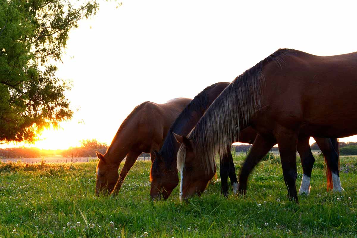 Gestion raisonnée du parasitisme chez les chevaux et ânes: guide des bonnes pratiques