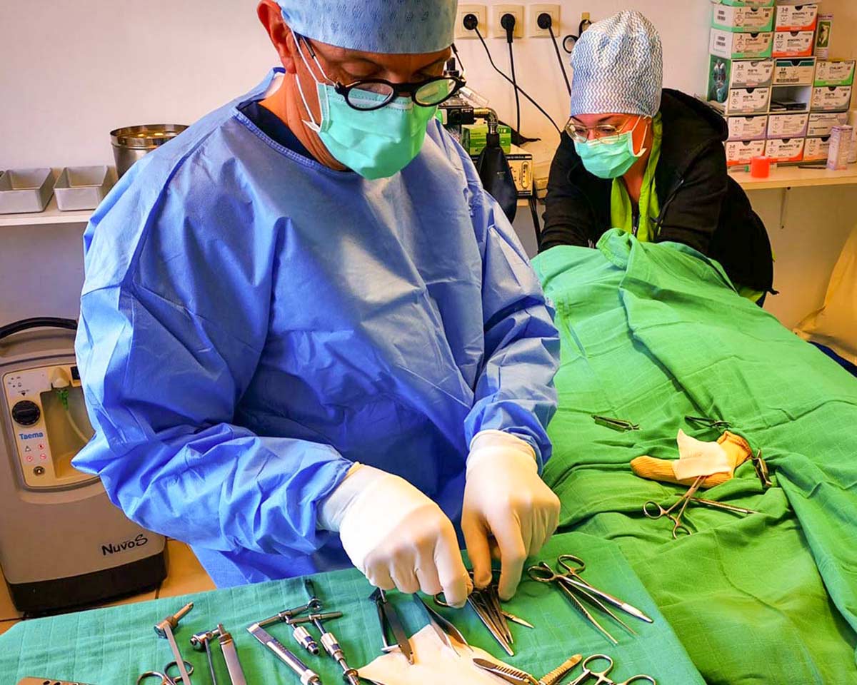 Surgery preparation at Lembeye vet practice