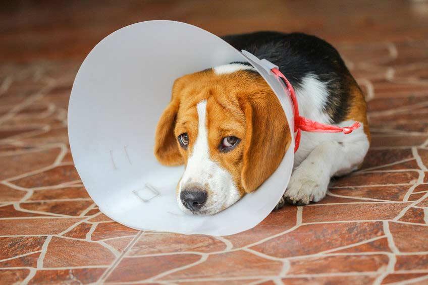 Your pets' surgery journey