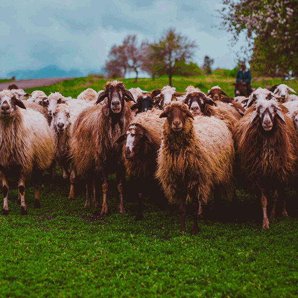 Médecine Collective Ruminants