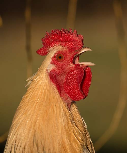 Nouveaux Animaux de Compagnie de Ferme