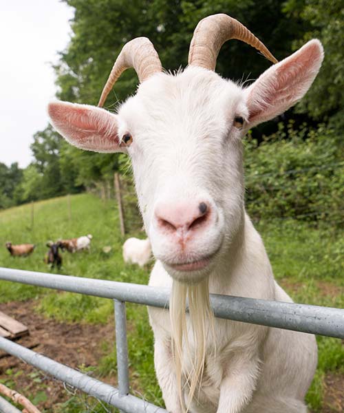 Nouveaux Animaux de Compagnie de Ferme