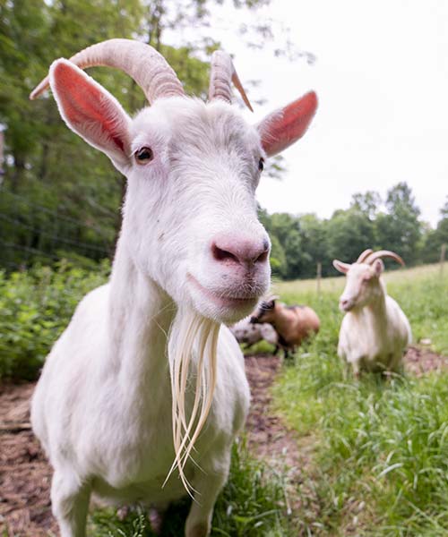 Nouveaux Animaux de Compagnie de Ferme