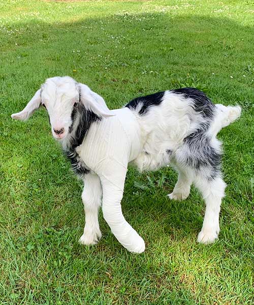 Nouveaux Animaux de Compagnie de Ferme