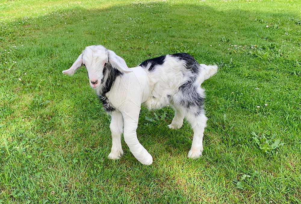 Nouveaux animaux de compagnie de ferme