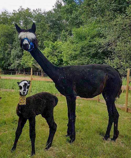 Nouveaux Animaux de Compagnie de Ferme