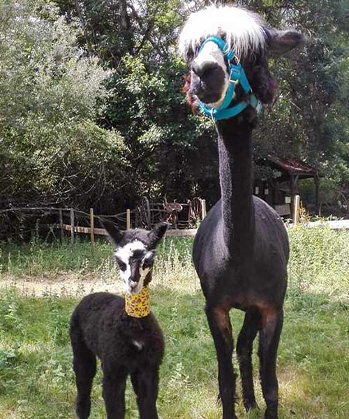 Nouveaux Animaux de Compagnie de Ferme