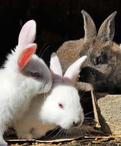 Nouveaux Animaux de Compagnie