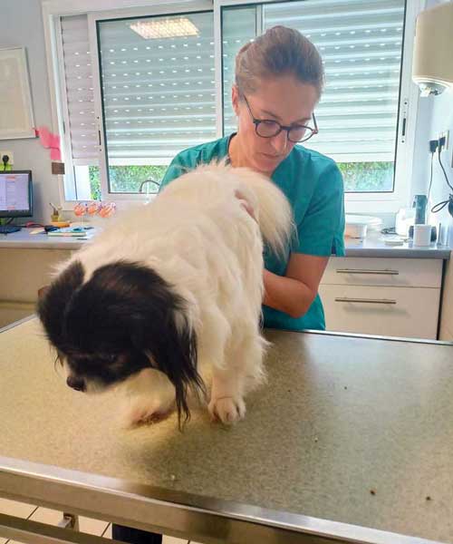 Consultation d'ostéopathie pour tous vos animaux