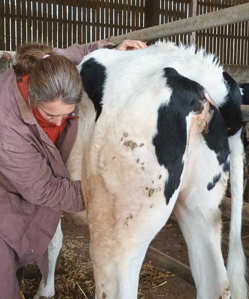 Consultation d'ostéopathie pour tous vos animaux