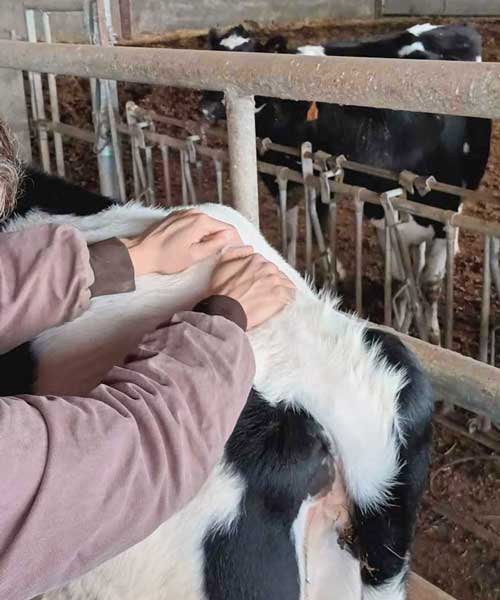 Consultation d'ostéopathie pour tous vos animaux